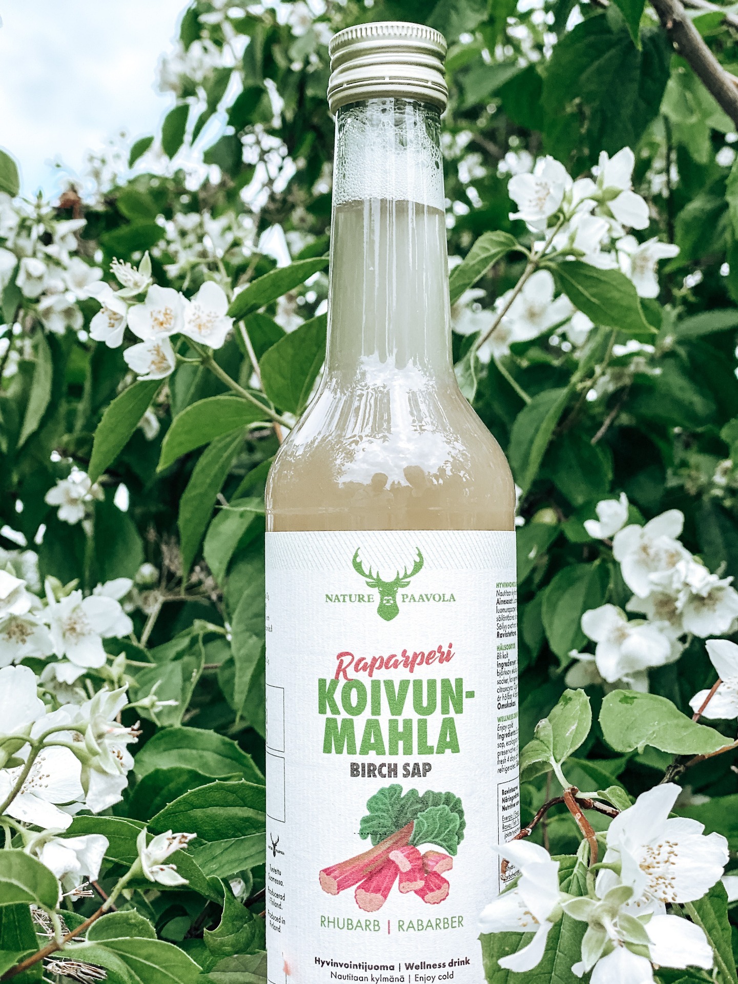 Birch sap Nature Paavola